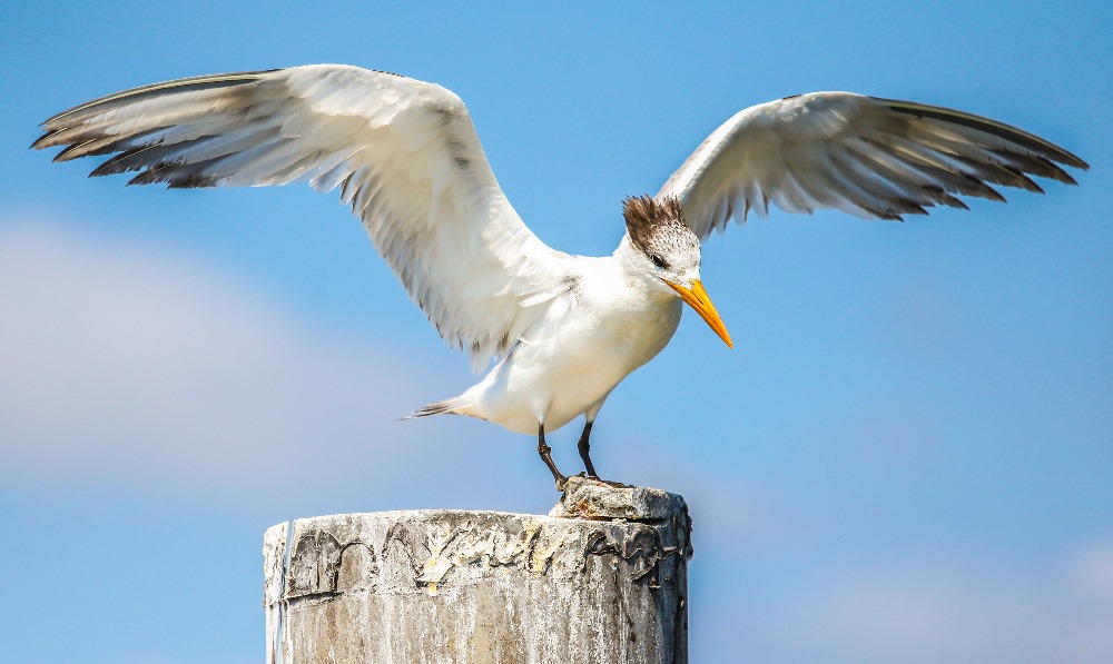 Florida's Birding and Photo Fest 2017